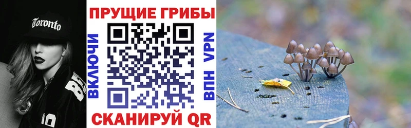 хочу наркоту  Лодейное Поле  Галлюциногенные грибы ЛСД 